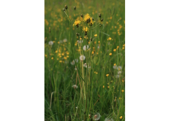 Wiesen-Pippau (Crepis biennis) - © Emanuel Trummer